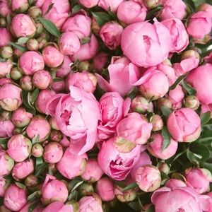 Meet your Posher, Diane